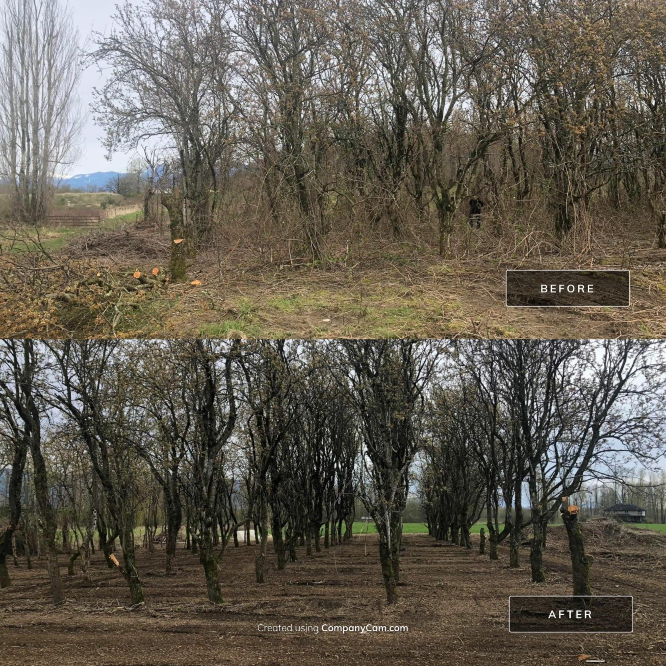 beofre and after land management in fraser valley by our expert team