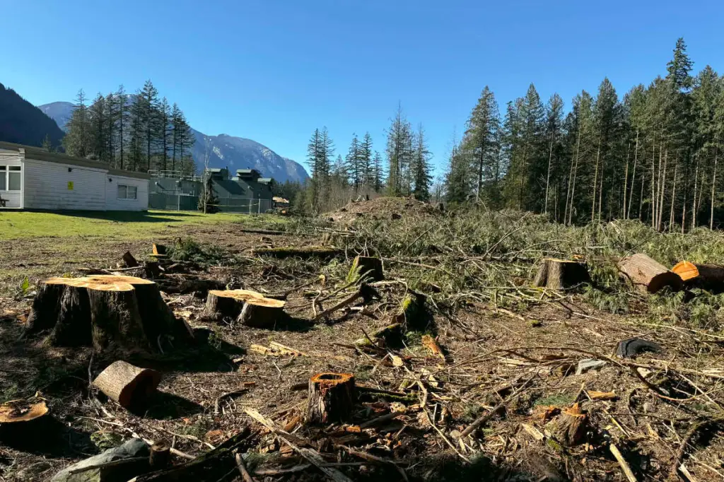 tree removal fraser valley