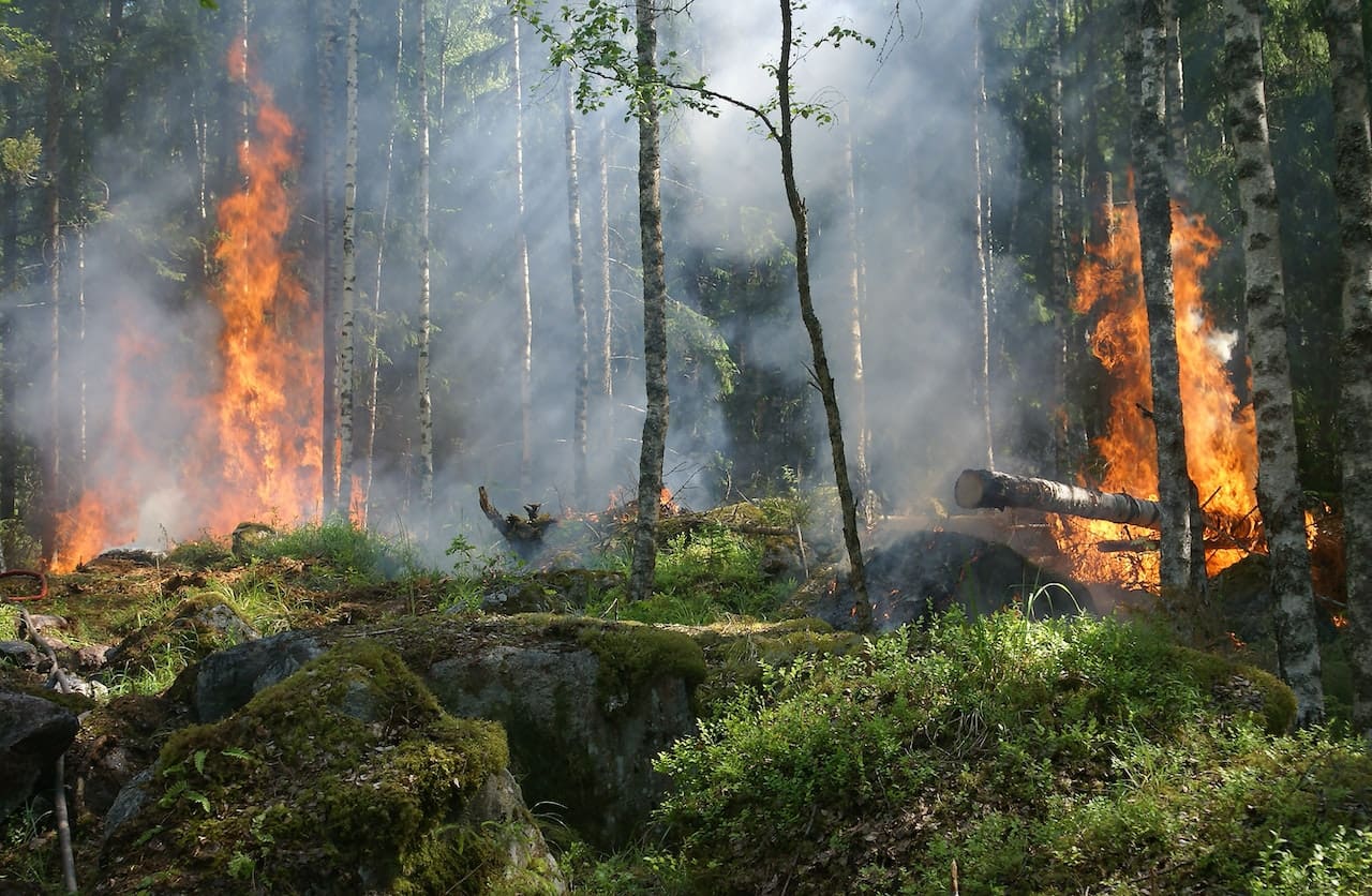 Wildfire mitigation clearing dense brush and deadwood around a rural property