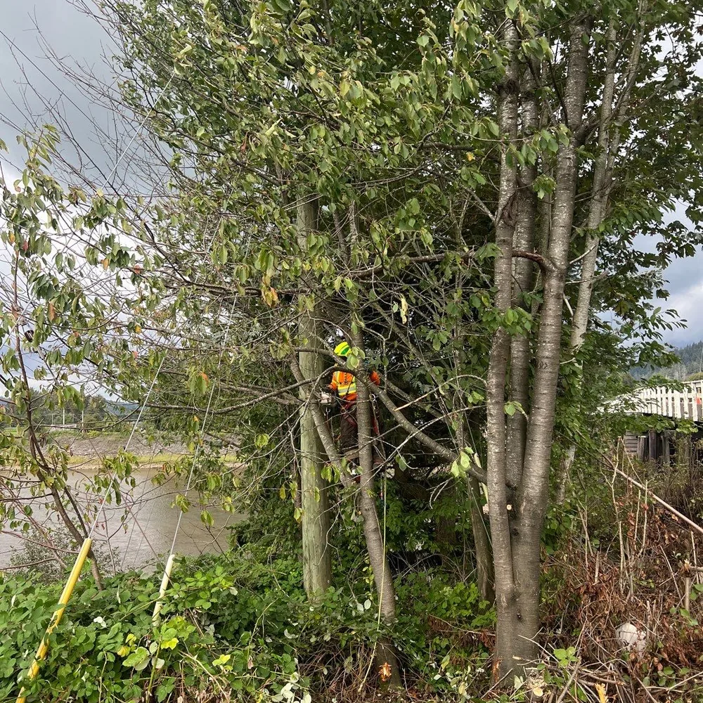 Fire Mitigation in Fraser Valley underway as a crew clears brush along a wooded property edge