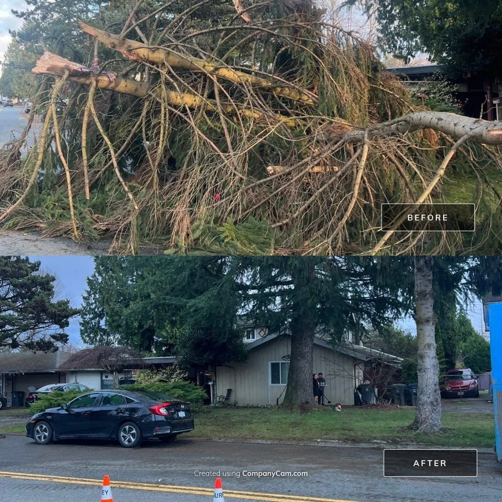 Tree Removal in Fraser Valley underway as a crew sections a large tree near a residential driveway