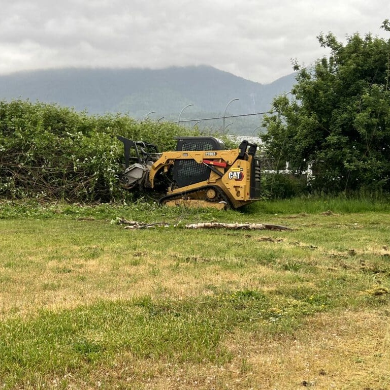 blackberry bush removal fraser valley
