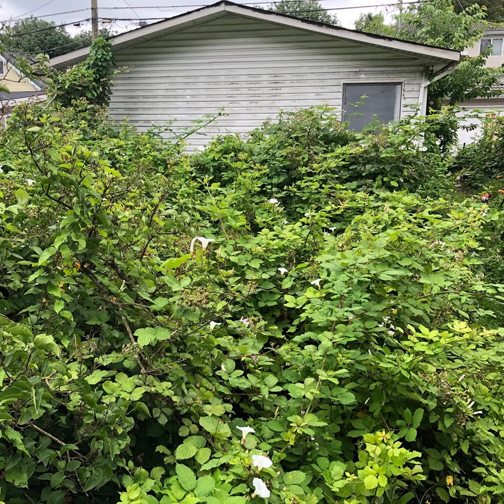Blackberry Removal in Fraser Valley underway as a crew cuts back dense thorny canes near a fence line