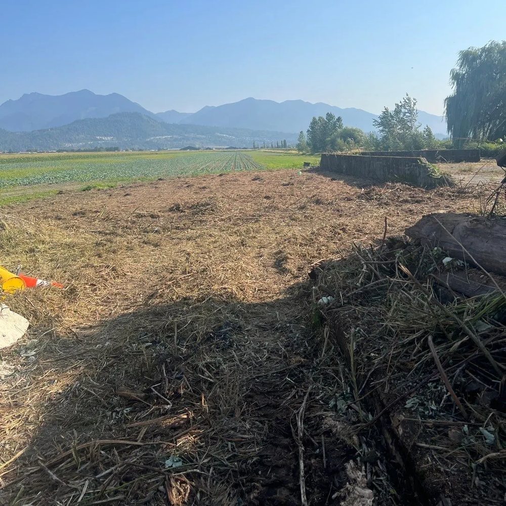 Cleared field covered in ground-up brush with mountains in the distance
