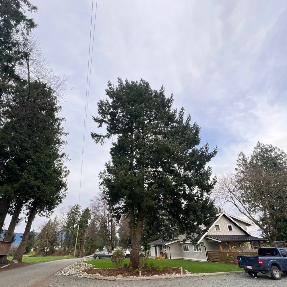 Tall evergreen tree on a residential lot beside a house and parked truck