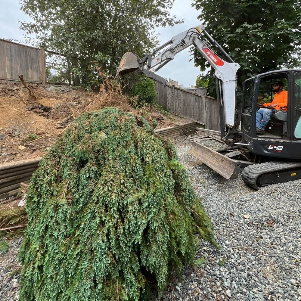 Excavator moving a cut evergreen tree on a gravel lot beside a wooden fence